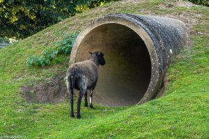 Vergroot afbeelding