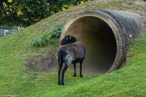 Vergroot afbeelding
