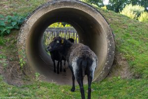 Vergroot afbeelding